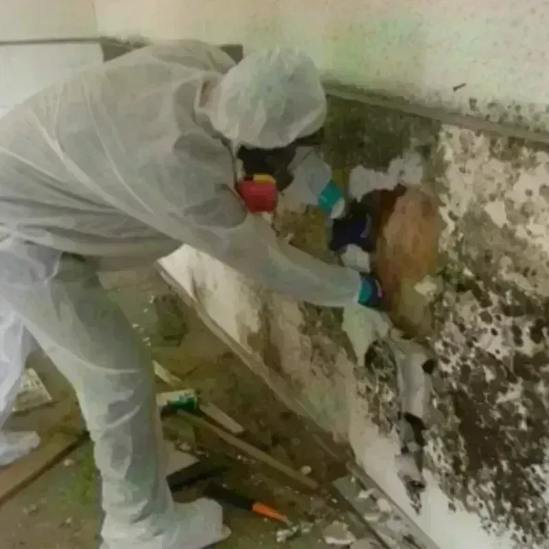 Mold Remediation and Removal in Kendall County, TX